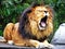 A male lion yawns