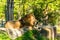 Male Lion in zoo Herberstein Austria resting in sun