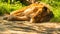 Male Lion in zoo Herberstein Austria resting in sun