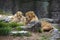 Male Lions Laying Among Rocks