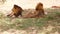 Male lions resting in savanna at africa