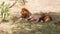 Male lions resting in savanna at africa