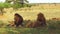 Male lions resting in savanna at africa