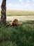 Male Lions Resting Under Tree in Serengeti National Park, Tanzania