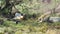 Male lions sleeping in savanna at africa