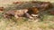 Male lions sleeping in savanna at africa