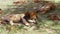 Male lions sleeping in savanna at africa