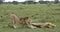 Male lions stretching and sleeping, Tanzania