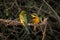 Male little bee-eater gives fly to female