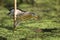 A male little bittern (Ixobrychus minutus)