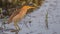 Male Little Bittern in Swamp