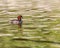 A Male Little Grebe enjoying Swim