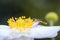 Male long hoverfly Sphaerophoria scripta with japanese autumn anemone Anemone hupehensis var.japonica