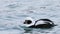 Male Long-Tailed Duck, Clangula hyemalis, swimming