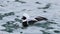 Male Long-Tailed Duck, Clangula hyemalis, in the winter