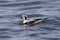 Male long-tailed duck who swims on the waves of the ocean near t