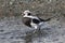 male long-tailed ducks walking along the bank of the winter