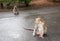 Male long-tailed monkey stares at mother and child monkey like h