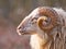 Male long-tailed sheep