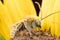 Male Longhorn Bee - Mellisodes Bee on Sunflower