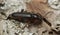 Male longhorn beetle, Tetropium castaneum on fir bark, macro photo