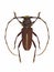 Male longhorn beetles Dorcacerus barbatus