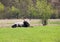 Male Longhorn Hungarian Grey Ox in Green Field