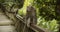 Male macaque monkey sitting on a wooden railing and looking around with other monkeys in the background