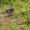 A male Madeiran Chaffinch on a wire