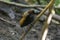 Male Magnificent bird-of-paradise in Arfak mountains in West Papua