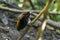 Male Magnificent bird-of-paradise in Arfak mountains in West Papua