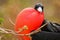 Male Magnificent Frigate bird with inflated gular sac on North S