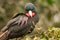 Male Magnificent Frigatebird