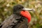 Male Magnificent Frigatebird