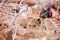 Male magnificent frigatebird