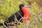 Male Magnificent Frigatebird with inflated gular sac on North Se