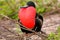 Male Magnificent Frigatebird with inflated gular sac on North Se