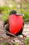 Male Magnificent Frigatebird with inflated gular sac on North Se