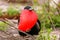 Male Magnificent Frigatebird with inflated gular sac on North Se