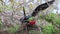 Male Magnificent Frigatebird with inflated gular sac on North Seymour Island, Galapagos National Park, Ecuad