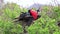 Male Magnificent Frigatebird with inflated gular sac on North Seymour Island, Galapagos National Park, Ecuad