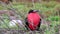 Male Magnificent Frigatebird with inflated gular sac on North Seymour Island, Galapagos National Park, Ecuad