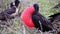 Male Magnificent Frigatebird with inflated gular sac on North Seymour Island, Galapagos National Park, Ecuad