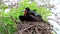 Male Magnificent Frigatebird on North Seymour Island, Galapagos National Park, Ecuad