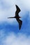 Male magnificent frigatebird soars overhead