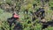 Male Magnificent Frigatebirds