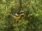 Male Magnolia Warbler