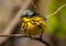 Male Magnolia Warbler in Midwest Forest