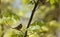 A male magnolia warbler perched on a branch in the spring.