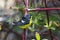 Male Magnolia Warbler, Setophaga magnolia, perched on a branch